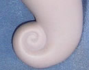 Sea Pony Tail